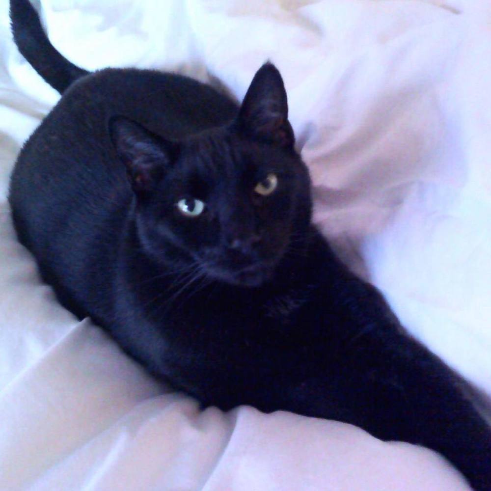 Meet your Posher, Annette